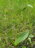 Neottia ovata